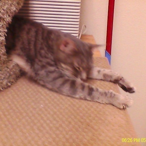 Cindy-story-Ashes-the-cat